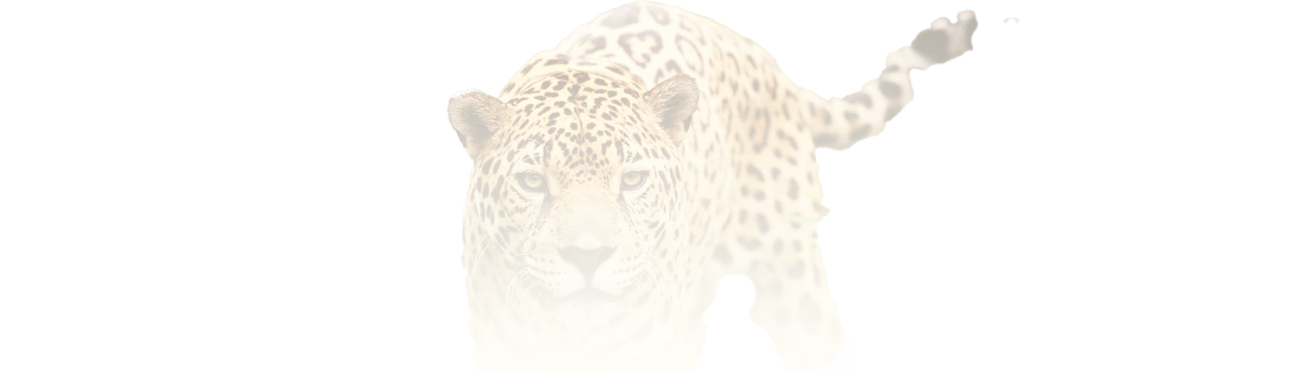 Jaguar_trans
